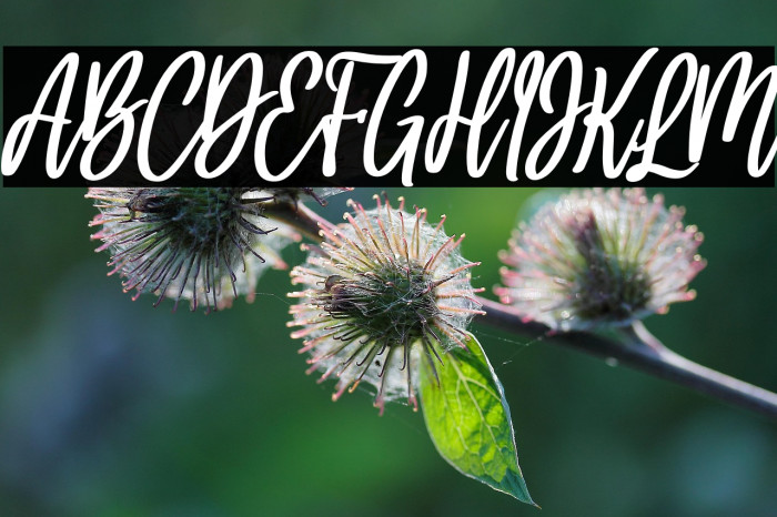 Holla bella bold italic Bold Italic Example 1