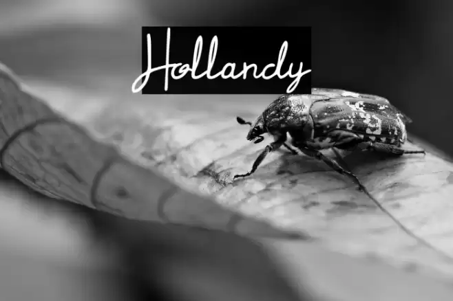 Hollandy Font examples