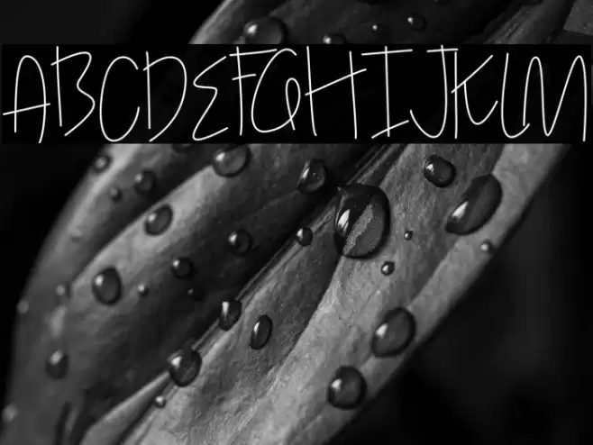 Hollen amare script script Font examples