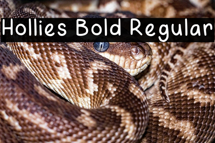 Hollies Bold Regular Example 1
