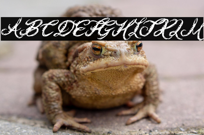 Holly Hood Example 3