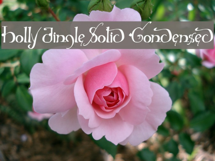 Holly Jingle Solid Condensed Example 3