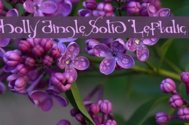 Holly Jingle Solid Leftalic Example 3