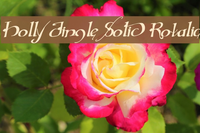 Holly Jingle Solid Rotalic Example 1