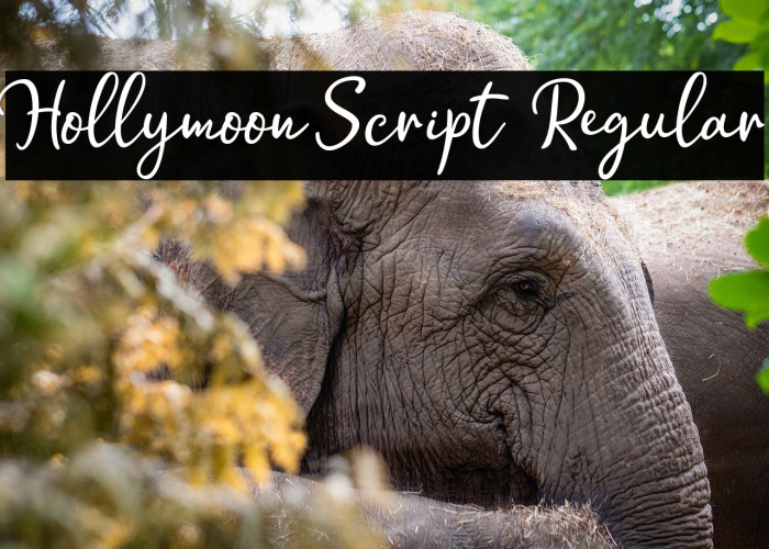 Hollymoon Script  Regular Example 2