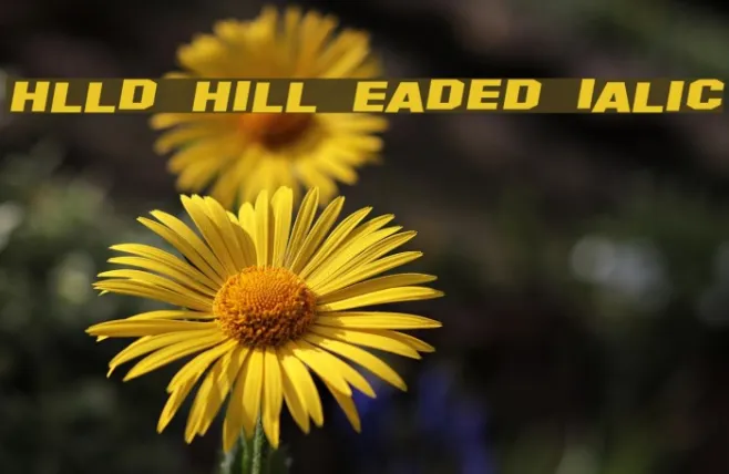 Hollywood Hills Expanded Italic Example 2