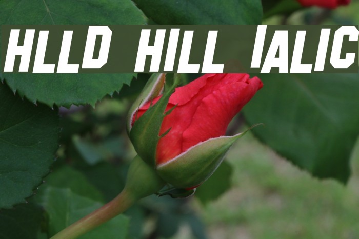 Hollywood Hills Italic Font examples