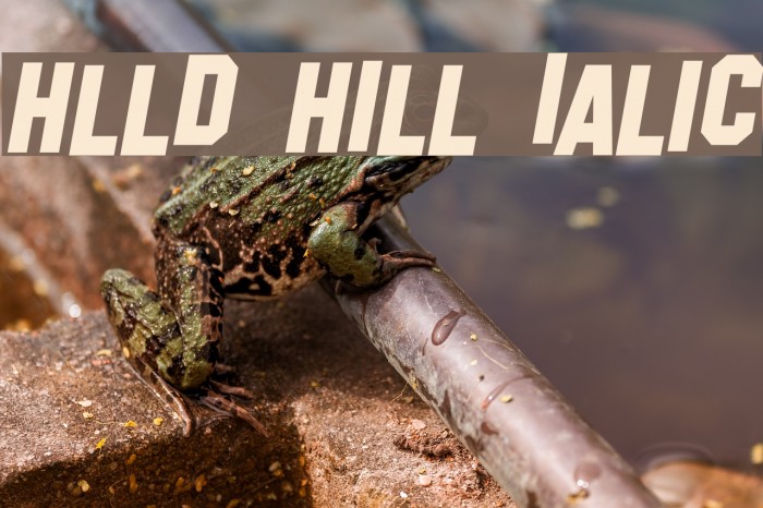 Hollywood Hills Italic Font examples