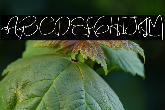 Holmes Signature Example 3