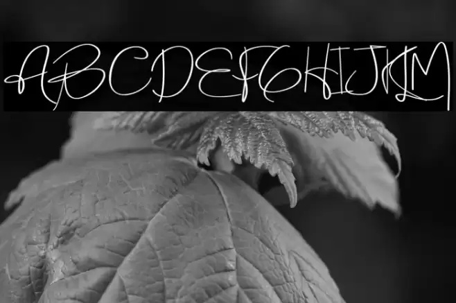 Holmes Signature Font examples