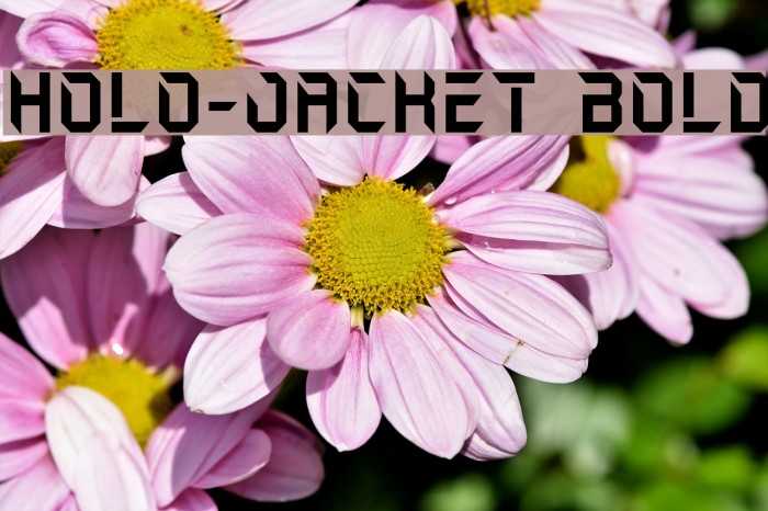 Holo-Jacket Bold Font examples