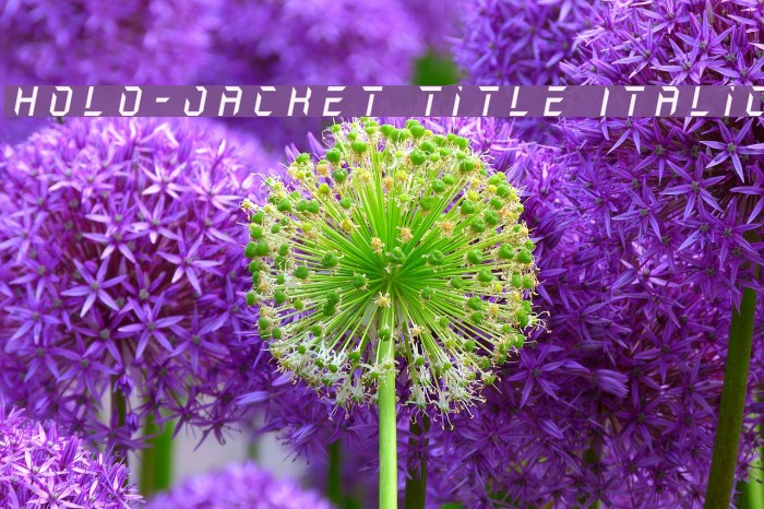 Holo-Jacket Title Italic Шрифта examples
