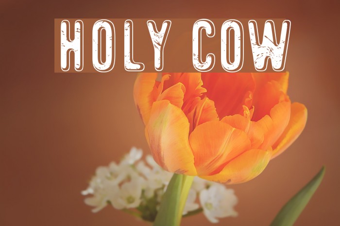 Holy Cow Font examples