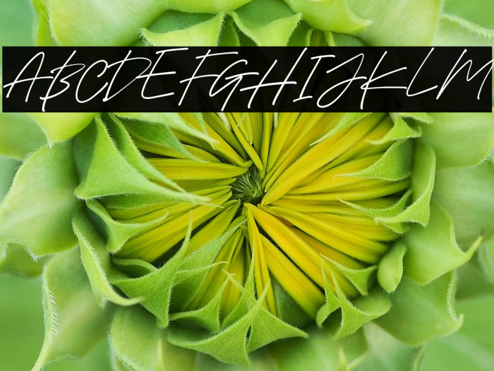 HolybuckDEMO Example 2