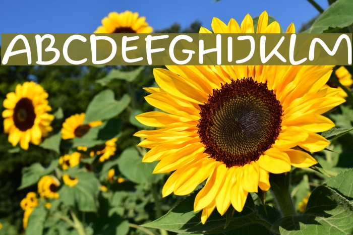 Homade McRacken Example 2