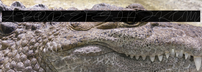 Homallond Italic Example 2