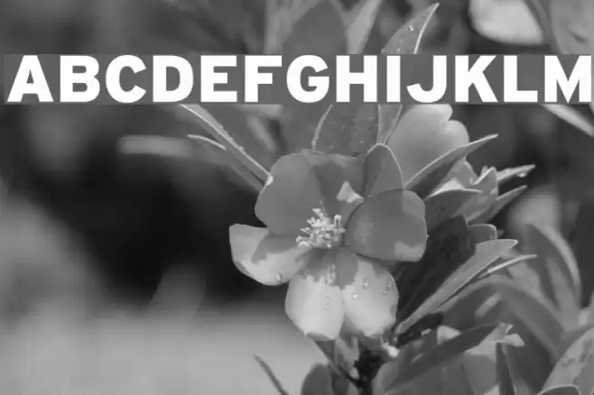 Home Bold Font examples