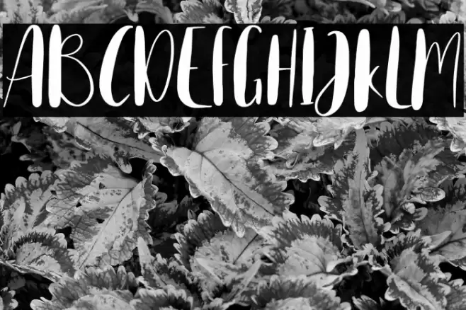 Home Spring Font examples