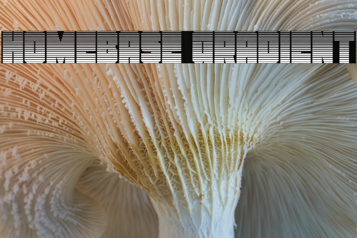 Homebase Gradient Example 3