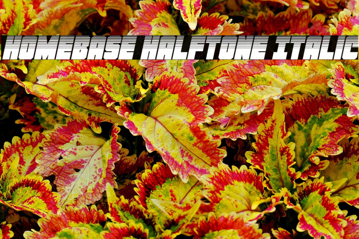 Homebase Halftone Italic Example 2