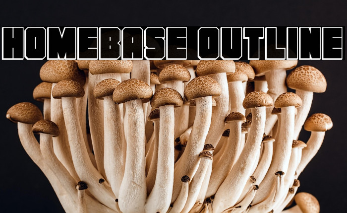 Homebase Outline Example 3