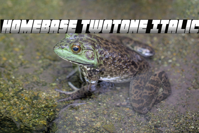 Homebase Twotone Italic Example 1