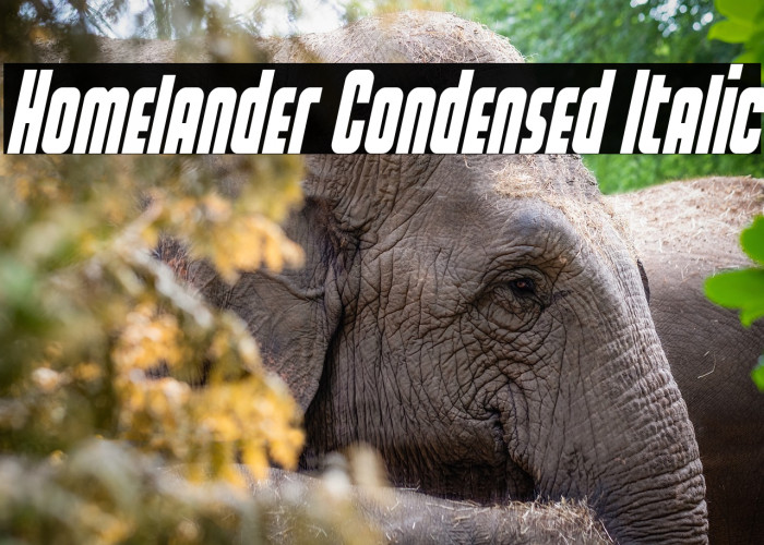 Homelander Condensed Italic Example 3