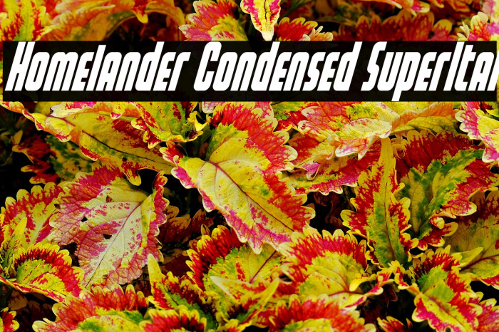 Homelander Condensed SuperItal Example 3