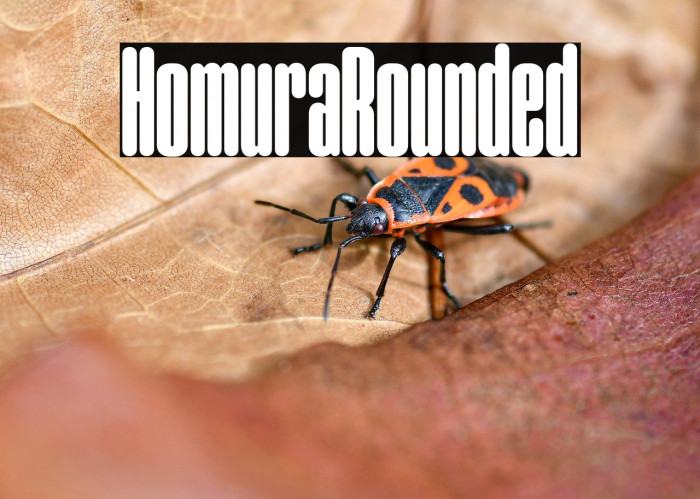 Homura Rounded Example 3