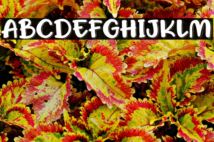 Honey Ponds Personal Use Example 1