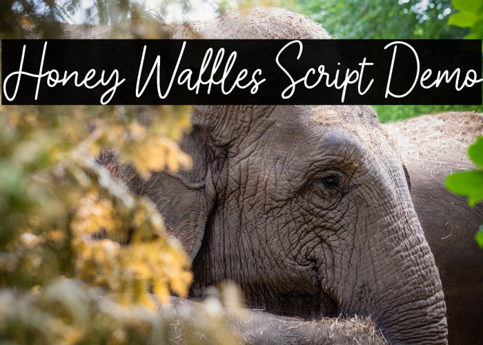 Honey Waffles Script Demo Example 1