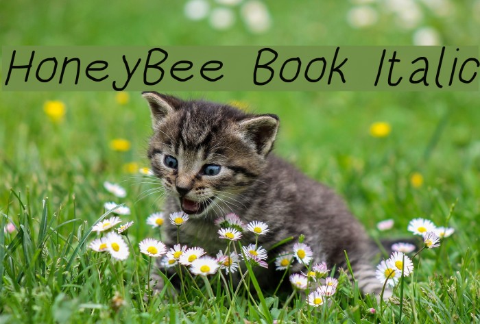 HoneyBee Book Italic Font examples