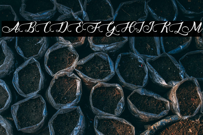 HoneyFloristPersonalUse Example 2