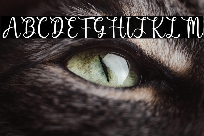 Honeybears Example 3