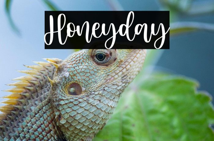 Honeyday Example 1