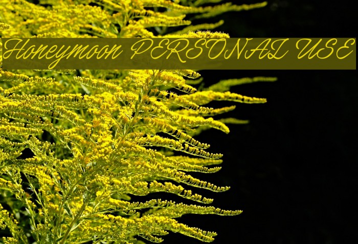 Honeymoon PERSONAL USE 字体 examples