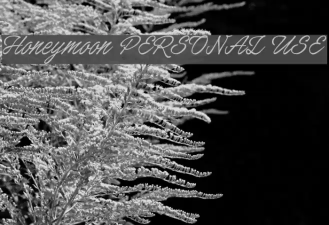Honeymoon PERSONAL USE 字体 examples