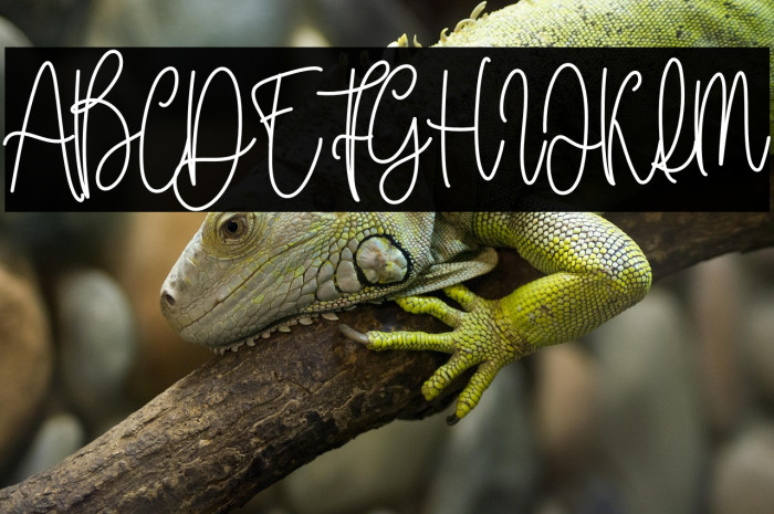 Honeymoon Vacation Example 1