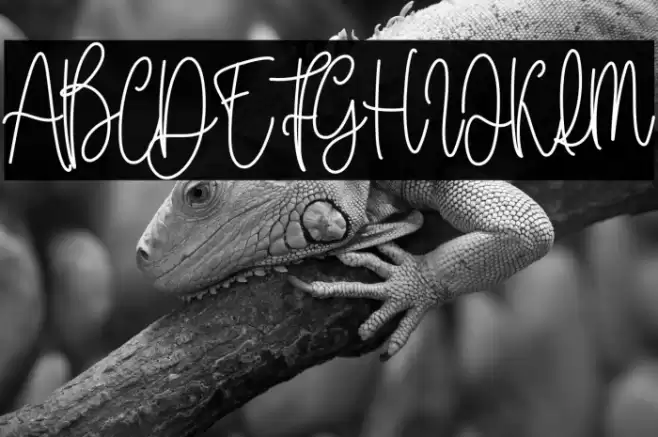 Honeymoon Vacation フォント examples