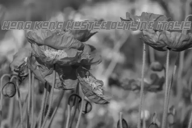 Hong Kong Hustle Outline Italic  examples