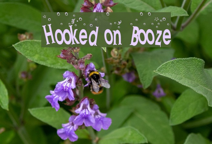 Hooked on Booze Font examples