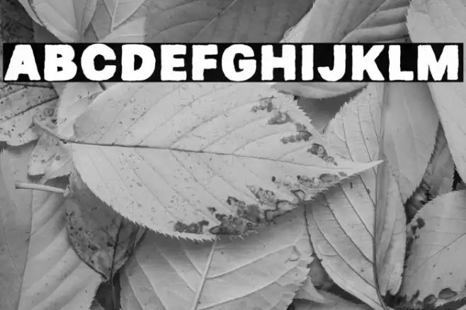 Horeg Bolot Font examples