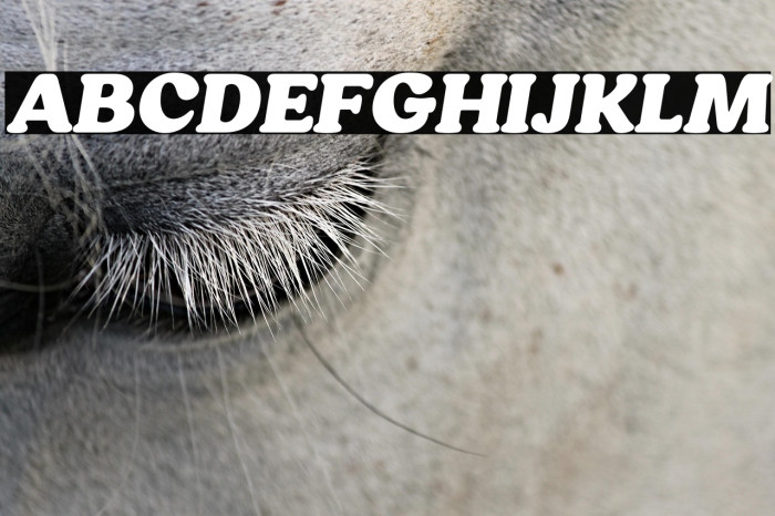 HornbillPersonalUse-BlackIta Example 3