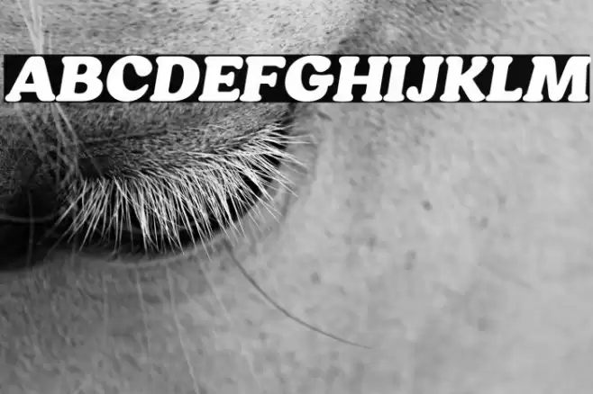 HornbillPersonalUse-BlackIta Font examples