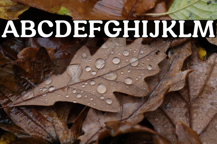 HornbillPersonalUse-Bold Example 2