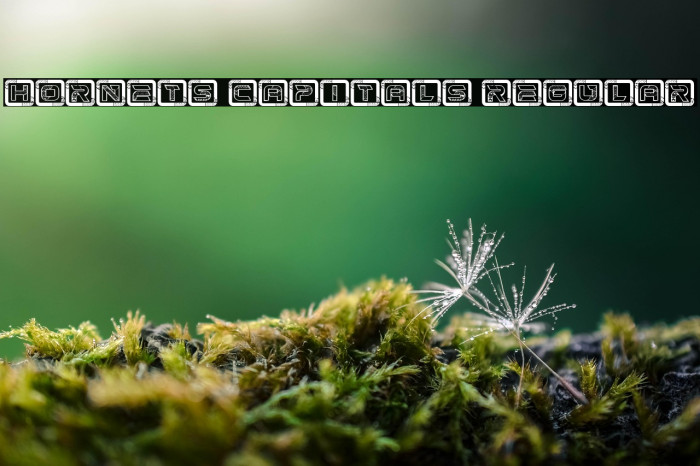Hornets Capitals Regular Example 1
