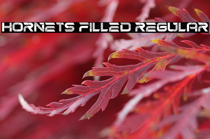 Hornets Filled Regular Example 3