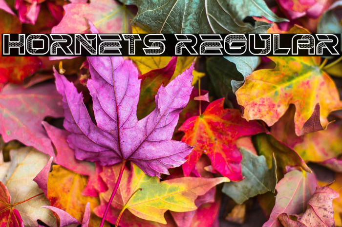 Hornets Regular Example 1