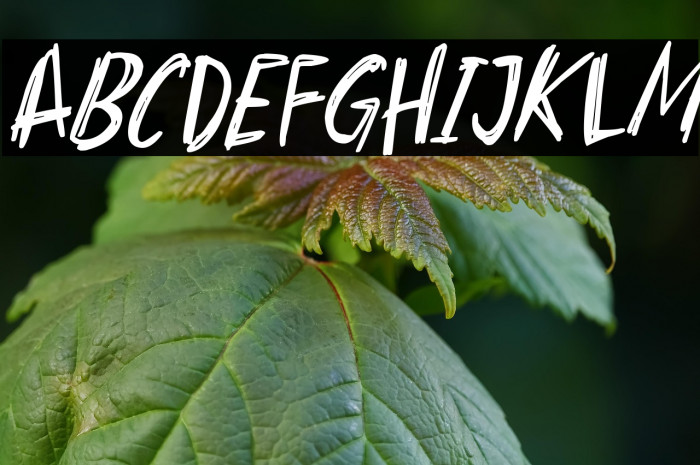 Horrors Italic Example 1