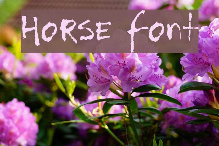 Horse Font examples